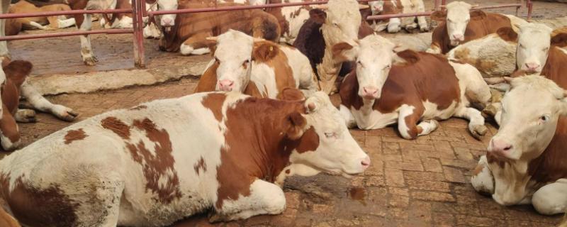 牛误食了除草剂该如何正确处理