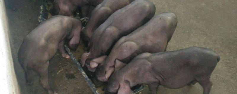 太湖三代到底能不能够留作母猪，有什么需要注意的地方吗