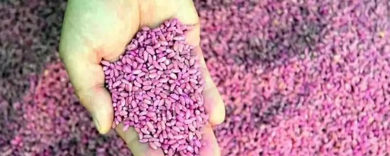 甲拌磷可以用来给小麦种子拌种吗