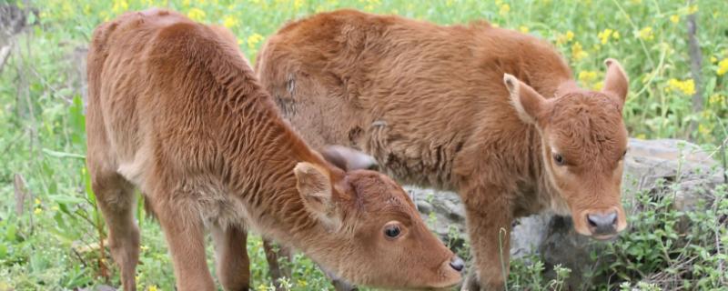 小牛犊为什么会出现脱毛的情况