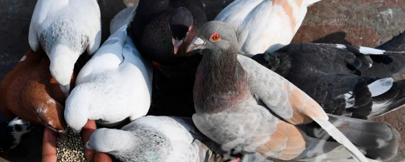 鸽子的中药配方有哪些，具体的配方比例是怎么样的