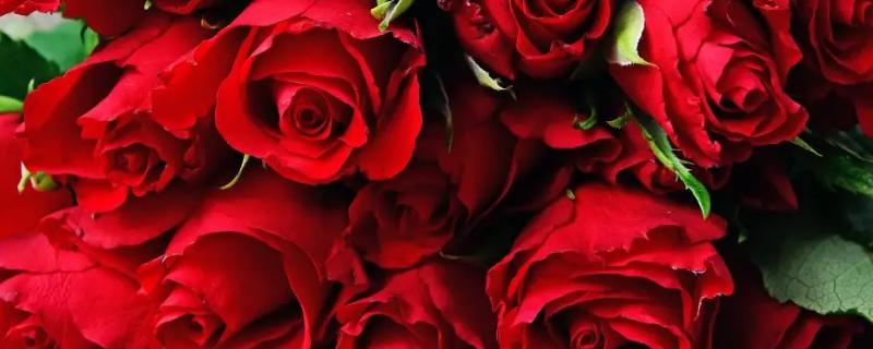 玫瑰在什么时候采摘更不容易枯萎呢