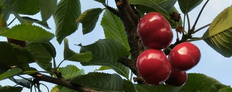 大樱桃干腐病具体有哪些表现，关于该病的防治要点有哪些