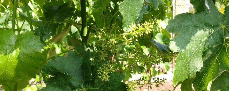 葡萄树为什么不结出果实呢