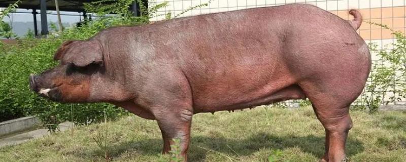 杜洛克猪和巴克夏猪相比哪个长得更快，究竟哪种猪的生长速度会更迅速一些