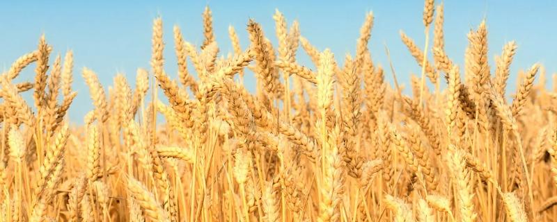 关于成麦296小麦品种的详细介绍