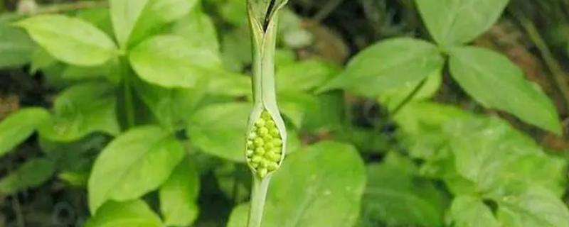 半夏出现烂根烂叶该如何有效处理，究竟是什么原因导致了这些症状的发生