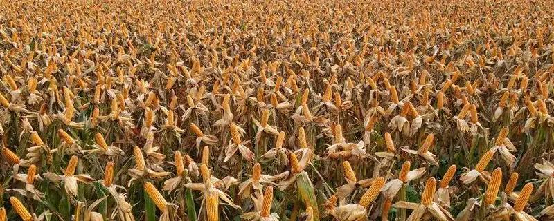 黄金粮玉米种子具体的品种简介