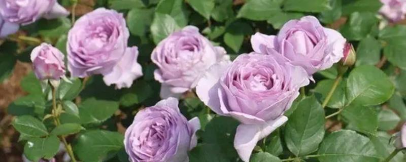 蓝色风暴月季有哪些优点，同时也存在着哪些缺点呢