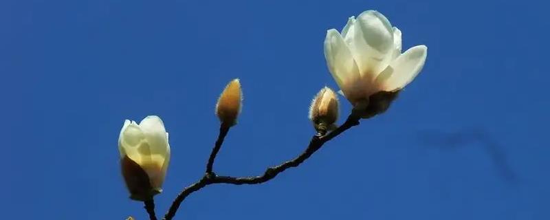 玉兰花一年具体会开几次花呢