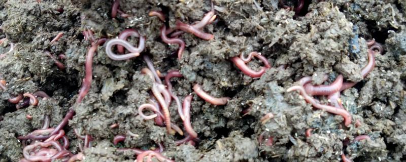 蚯蚓为什么会往外面爬，它爬出来的具体原因是什么呢