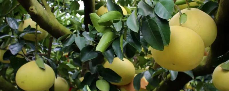 四川柚子常见的品种有哪些，这些优质品种的具体分布在哪里