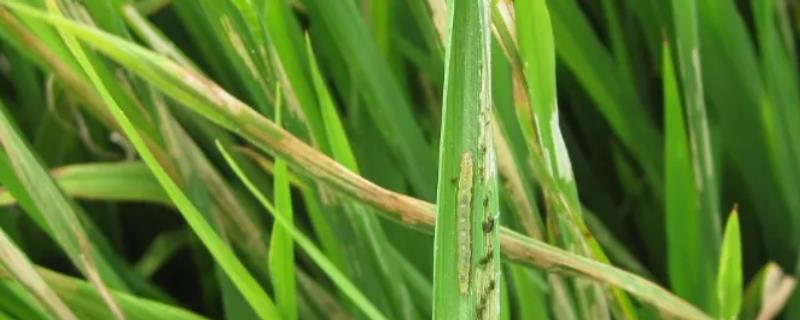 水稻白叶枯病应使用什么药物来防治呢，并附带究竟什么是水稻白叶枯病呢