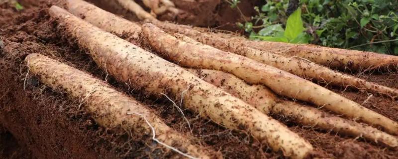 山药具体的种植方法有哪些呢