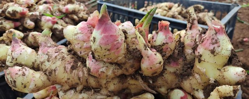 一亩生姜的平均产量大概是多少呢