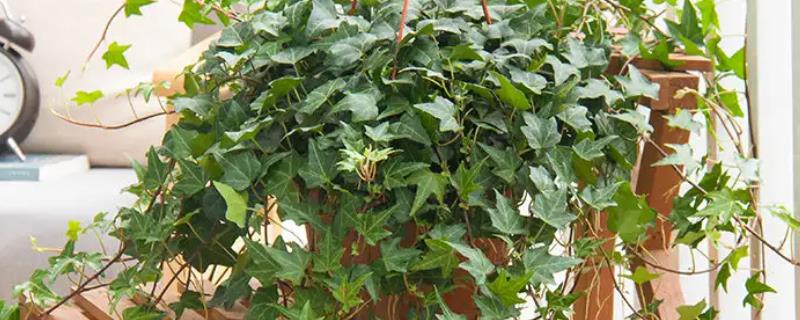 家里种植常春藤难道真的不吉利吗