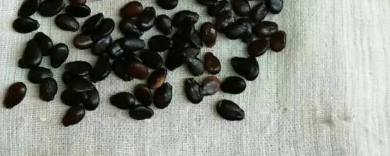 如何让西瓜种子成功发芽的步骤