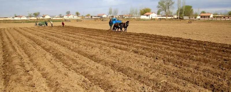 耕地的类型具体包括哪些，耕地常见的分类形式有哪些呢