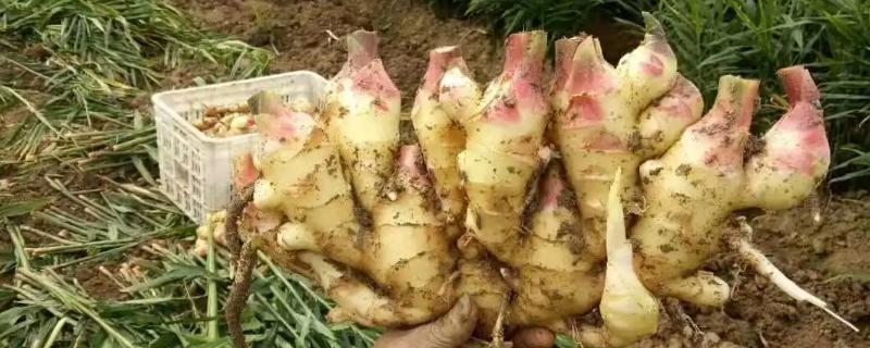 生姜究竟能不能直接在地里过冬呢