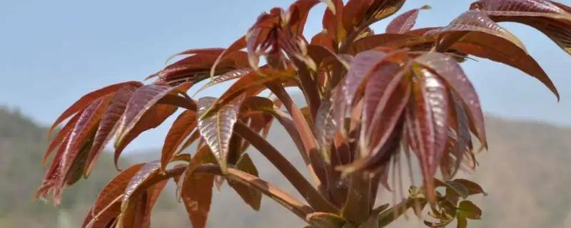 在家里种植香椿树有哪些忌讳