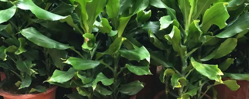 螺纹铁应当如何进行养殖，在此过程中又有哪些关键的注意事项