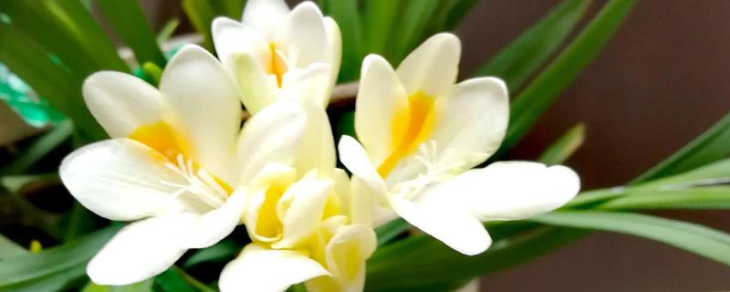 香雪兰对人身体的危害到底有多大呢