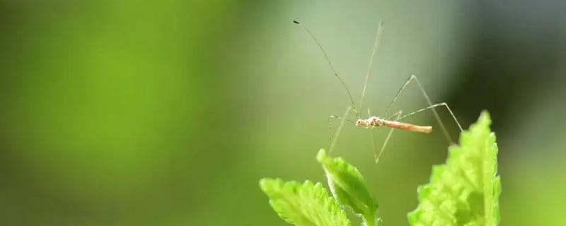有效防治稻摇蚊的方法有哪些，稻摇蚊会对水稻产生什么危害