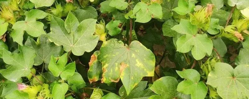 棉花枯黄萎病应该采取哪些用药方法，附上详细的发病规律是什么