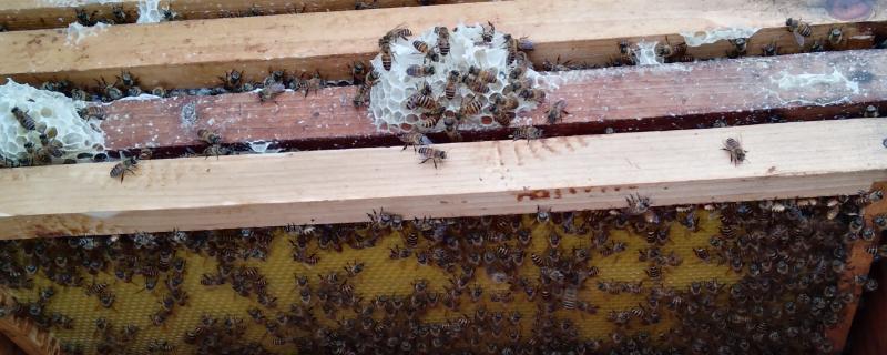 蜂箱中出现蚂蚁该怎么办，具体的处理解决办法有哪些