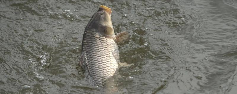 在鲤鱼的繁殖期间它们究竟会不会进食