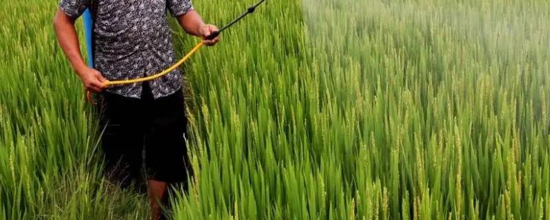 西草净的作用原理是什么，在生产中应该如何正确使用西草净