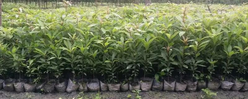 庭院里种植金丝楠木在风水上是否可行吗