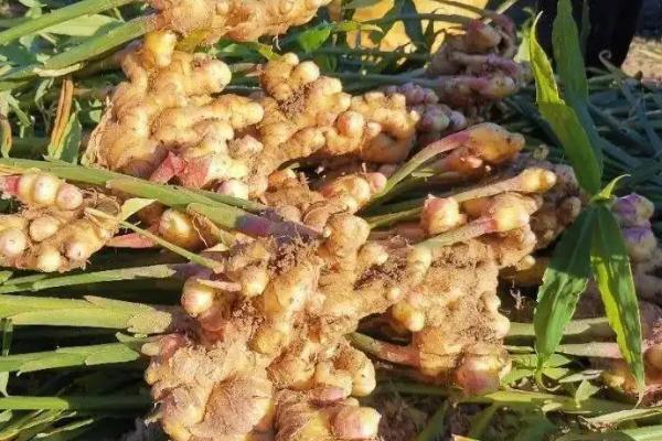 生姜种植时间