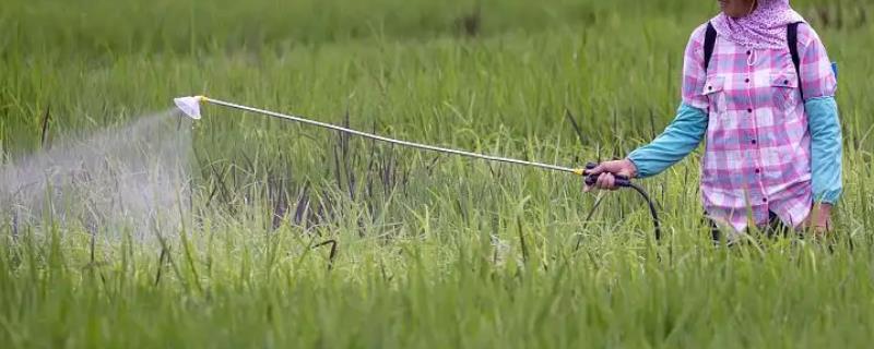 氮肥和钾肥哪种肥料的膨果速度更快，膨果期所需要的各种营养元素具体作用有哪些