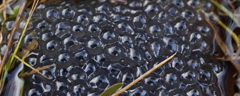 青蛙卵的具体养护方法有哪些