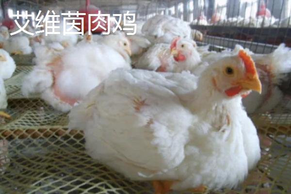 中国有哪些巨型鸡品种