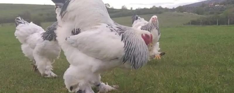 中国有哪些巨型鸡品种，它们的具体特征是什么呢