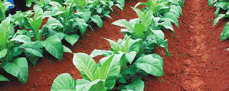 哪些除草剂药剂不会伤害烟草作物，具体在使用过程中有哪些注意事项