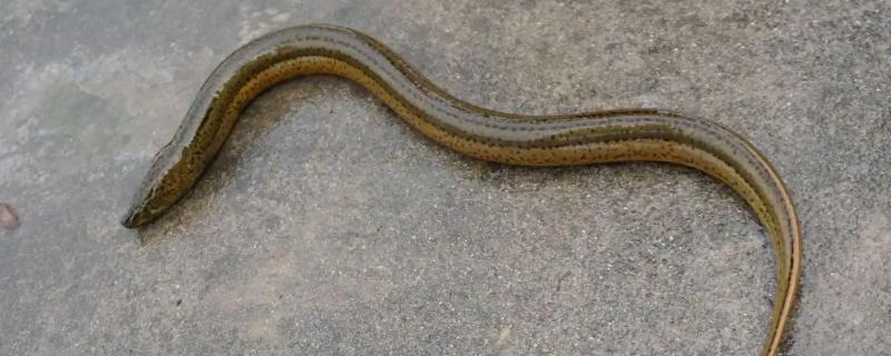 捕捉黄鳝的诱饵配方有哪些，具体制作方法是什么呢