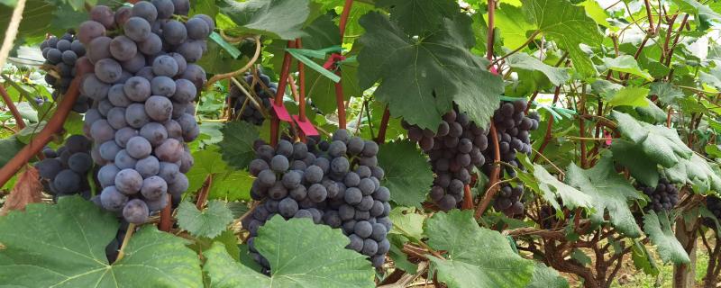 葡萄在春季应该如何进行管理，具体的养护措施有哪些