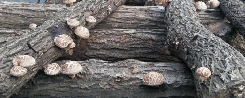 椴木香菇接种之后在什么时候开始通风