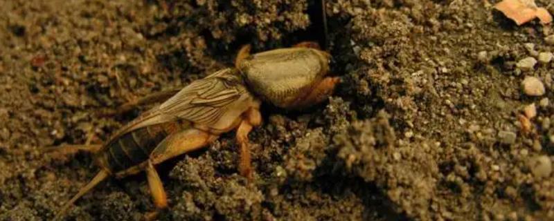 防治红薯地下害虫的高效专用药