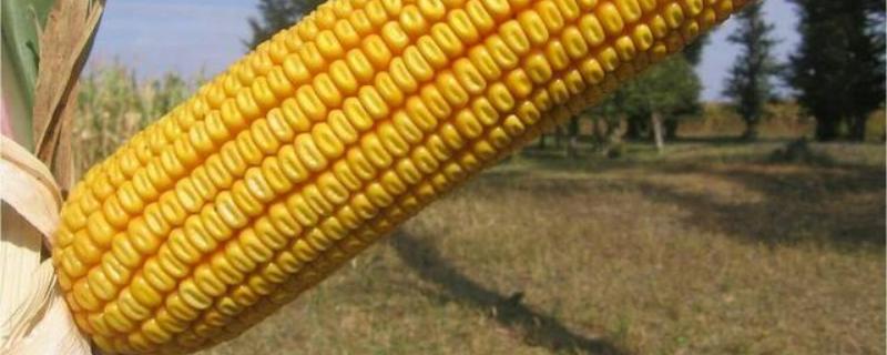 农大1602玉米品种详细介绍及其优势特征