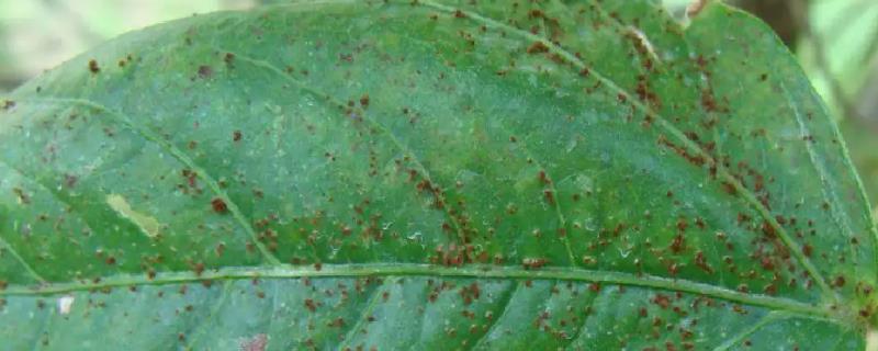 豆角叶子出现铁锈斑点该用什么药，具体的防治药剂有哪些