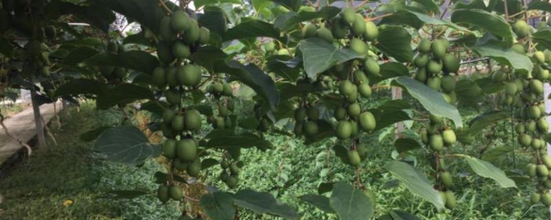 农药混合使用有哪些实际好处呢，其操作务必要讲求科学