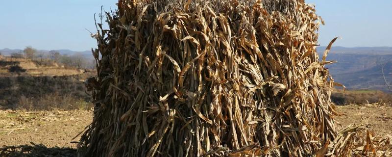 干燥的玉米秸秆能不能用来制作青储饲料呢