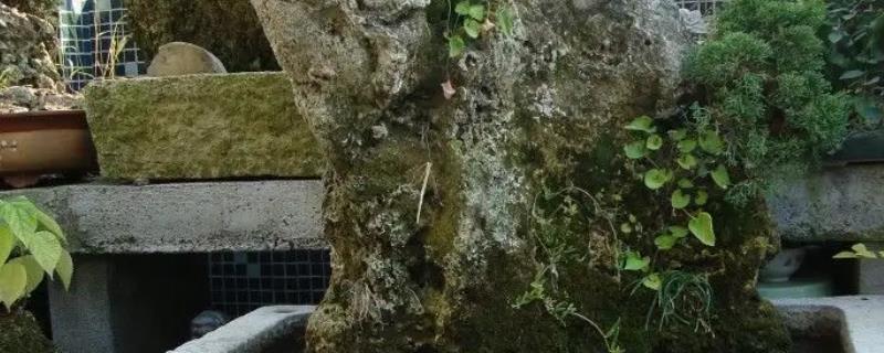 假山盆景有哪些类型，假山养护的几个要点