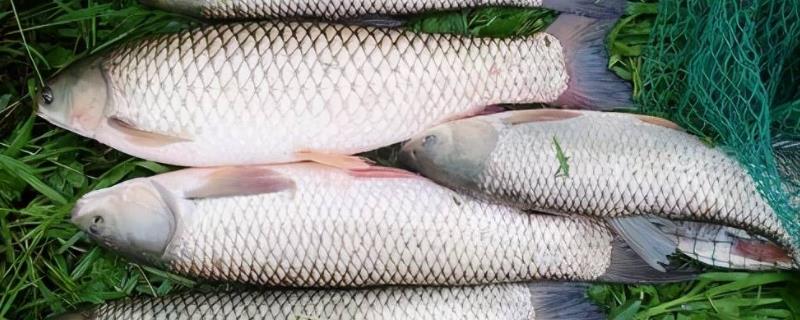 究竟哪些种类的鱼可以用玉米进行打窝，适用对象具体包括了鲤鱼以及青鱼和草鱼