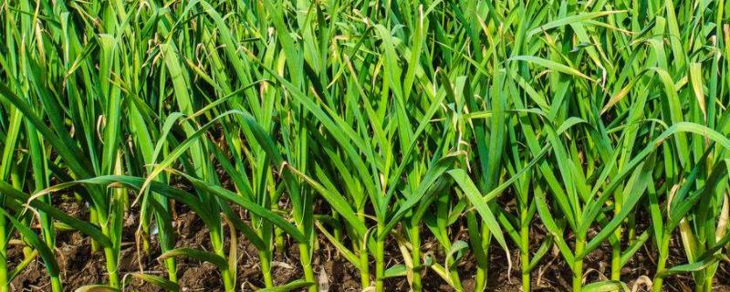 大蒜的种植时间在什么时候，挑选出没有虫害和病害的优质蒜种