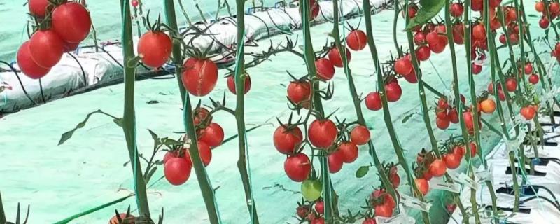 噻虫嗪的功效和防治对象有哪些，它具有极强的触杀效果以及胃毒作用